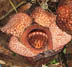 Rafflesia bengkuluensis