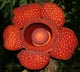 Rafflesia leonardi thumbnail