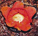 Rafflesia meijeri Thumbnail