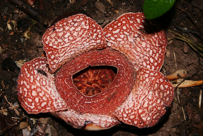 Rafflesia banahaw1