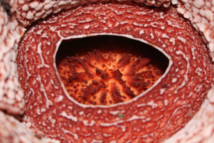 Rafflesia banahaw2