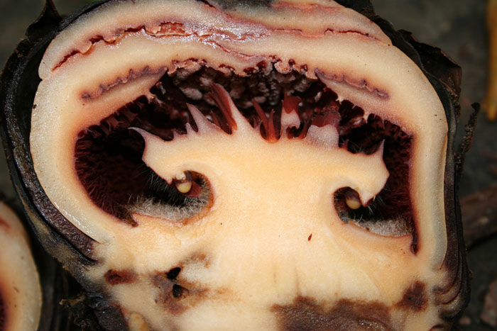 Rafflesia banahaw4