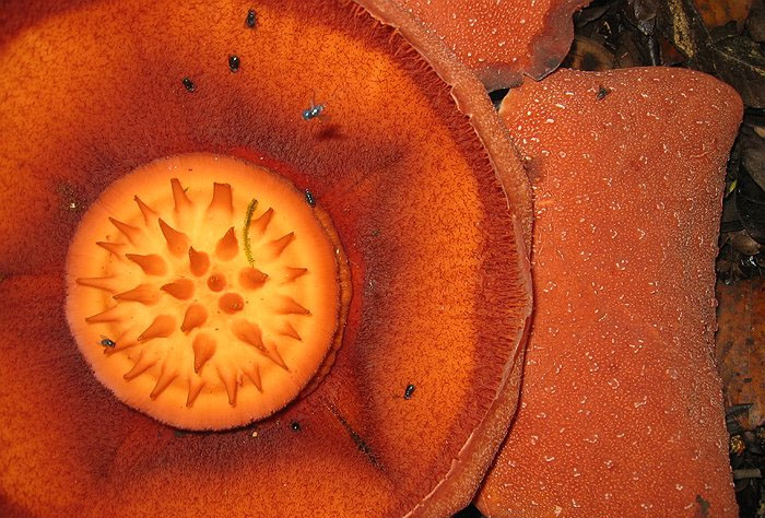 Rafflesia lawangensis disk