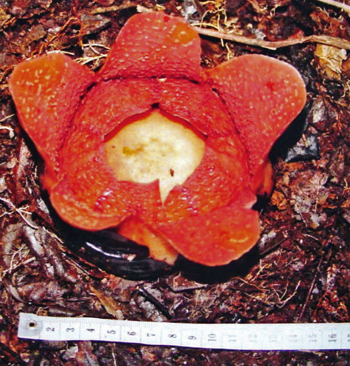 Rafflesia meijeri flower