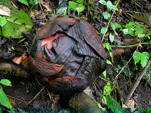 Rafflesia arnoldii bud