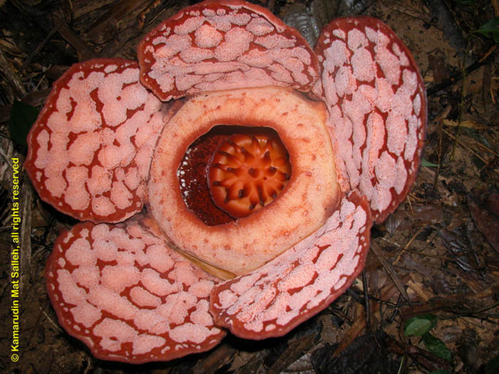 Ternyata Ada Begitu Banyak Jenis Bunga Rafflesia Di Indonesia