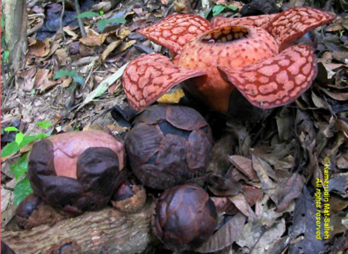 Rafflesia azlanii 2
