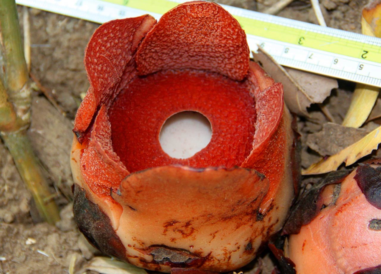 Open flower of Rafflesia consueloae