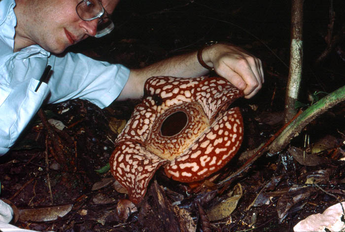 Rafflesia pricei and Dan Nickrent