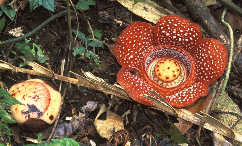 RafflesiaLagascae
