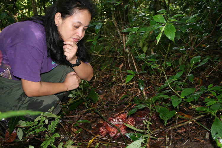 Rafflesia Lagascae