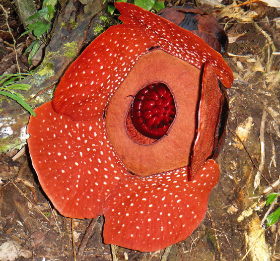flower of Rafflesia mixta