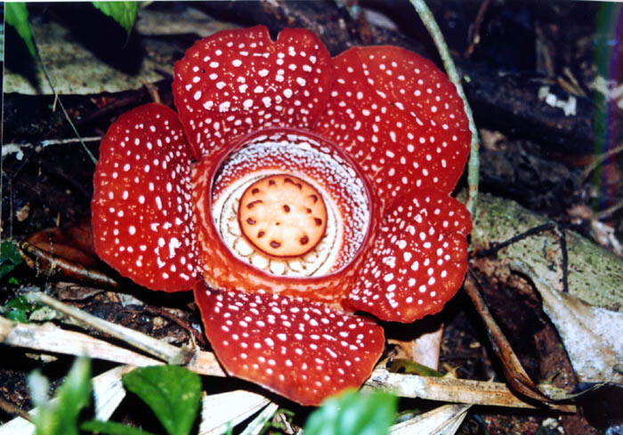 Rafflesia panchoana