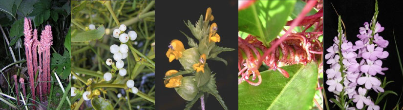 12 Congress Parasitic Plants