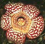 Rafflesiaceae thumb
