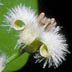 Ximeniaceae thumb