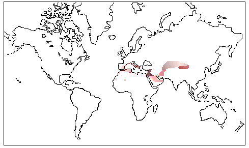 Cynomoriaceae Distribution Map