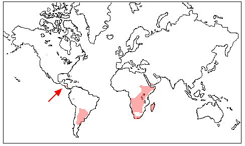 Hydnoraceae Distribution Map