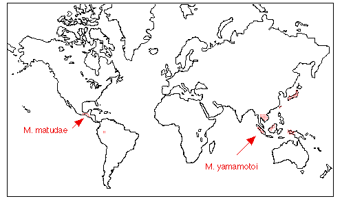 Mitrastemonaceae Distribution Map