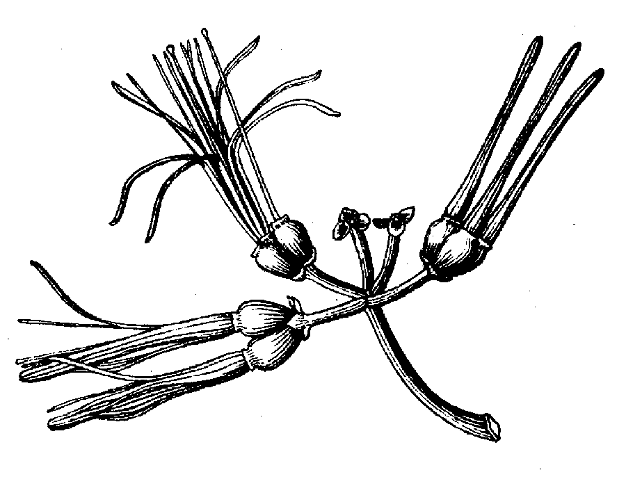 A. scandens