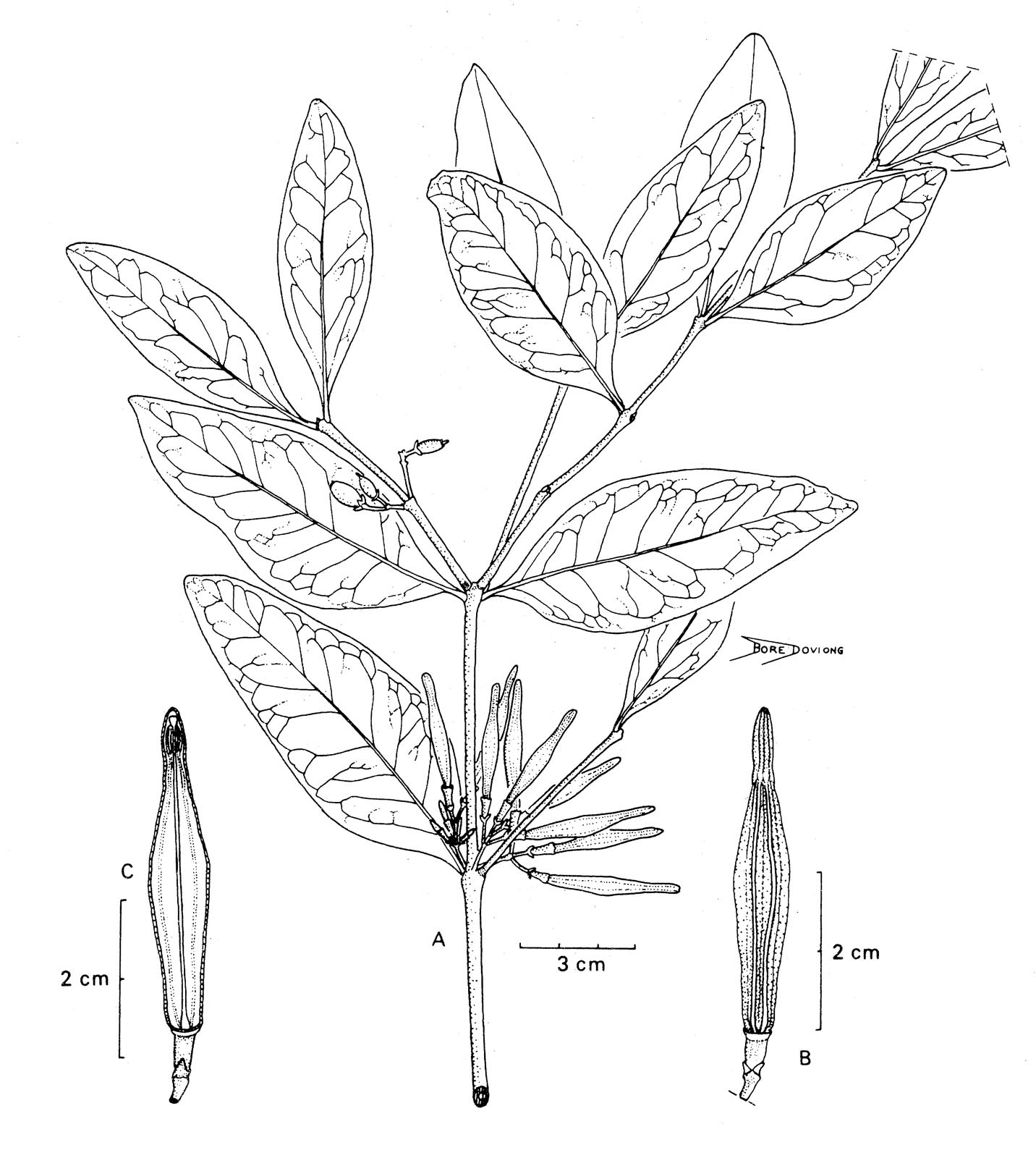 Amylotheca dictyophleba