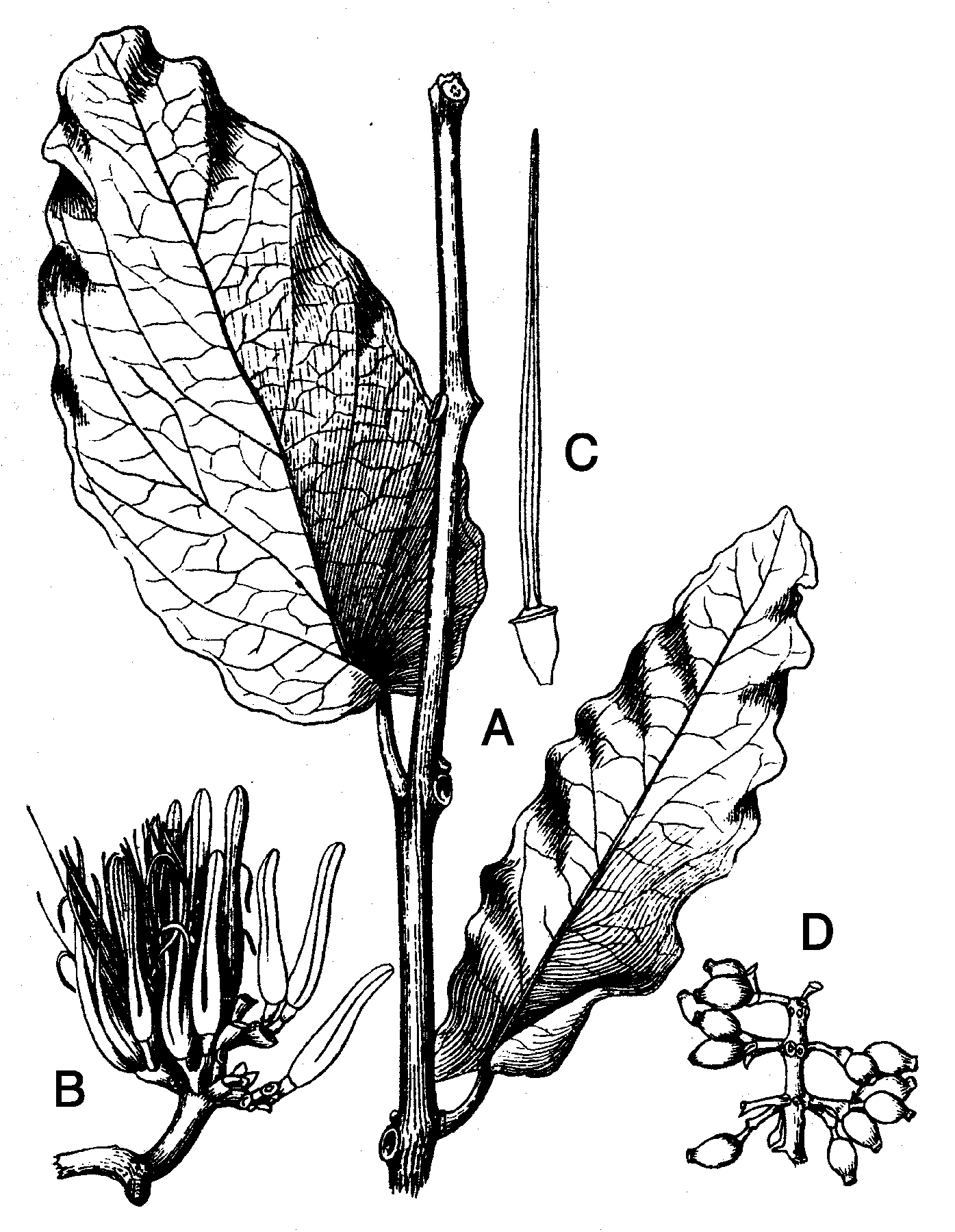 Dactyliophora