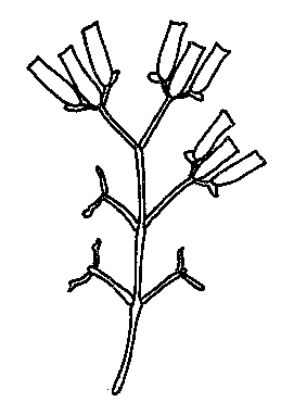 D. pedicellata fruit