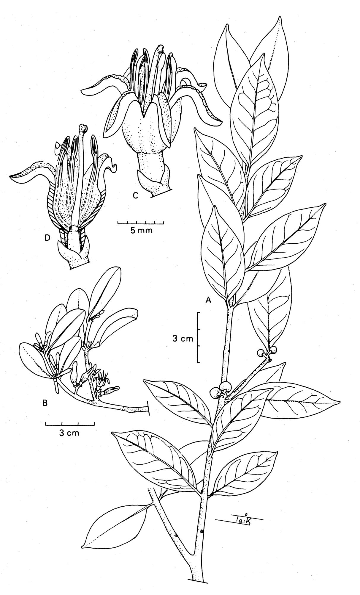 Macroselen cochinchinensis