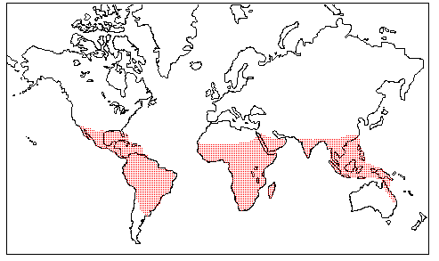 Olacaceae Distribution Map