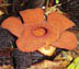 Rafflesia aurantia thumbnail
