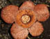 Rafflesia baletiei thumbnail