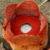 Rafflesia consueloae thumbnail