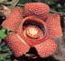 Rafflesia lagascae thumbnail