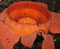 Rafflesia lawangensis thumbnail