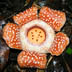 Rafflesia manillana thumbnail