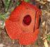 Rafflesia mixta thumbnail
