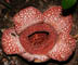 Rafflesia philippensis thumbnail