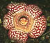 Rafflesia pricei small