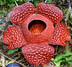 Rafflesia schadenbergiana thumbnail