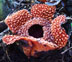 Rafflesia verrucosa thumbnail