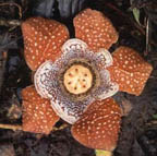 Rafflesia lobata