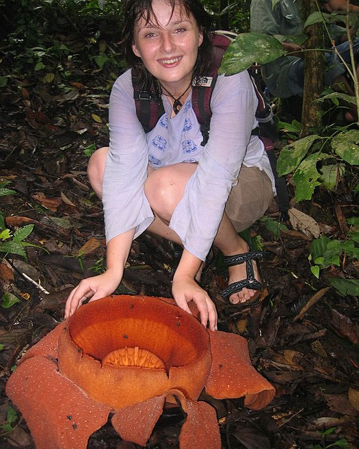 Rafflesia lawangensis flower with woman for scale