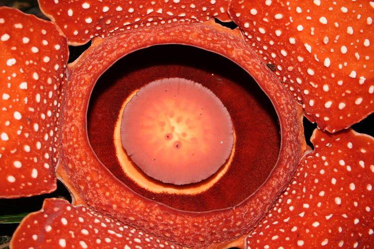 Rafflesia leonardi