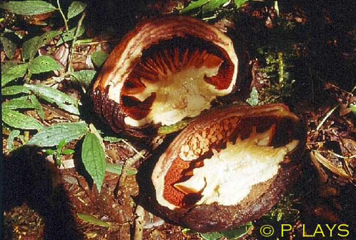 Rafflesia schadenbergiana bud