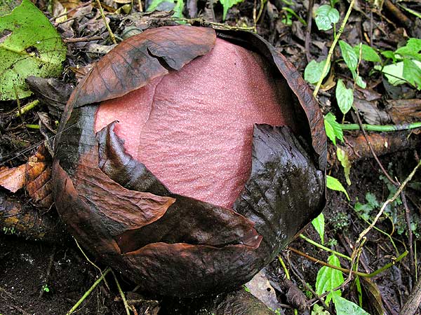 Rafflesia arnoldii bud