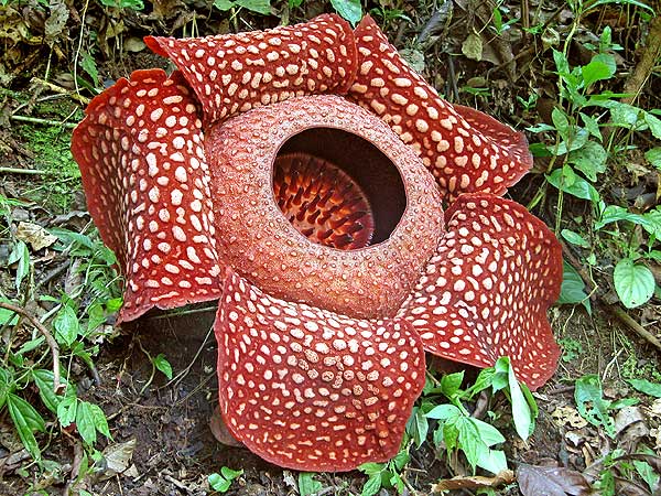 Rafflesia arnoldii open flower