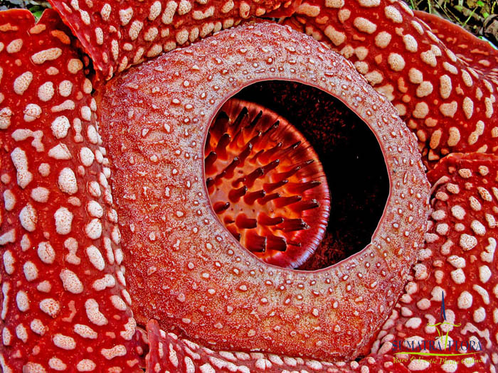 Rafflesia arnoldii diaphragm