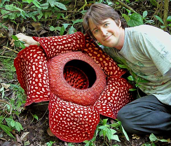 Rafflesia arnoldii with Troy Davis