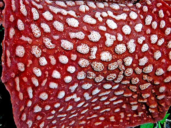 Rafflesia arnoldii perigone
