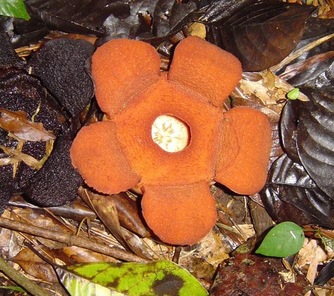 Rafflesia aurantia